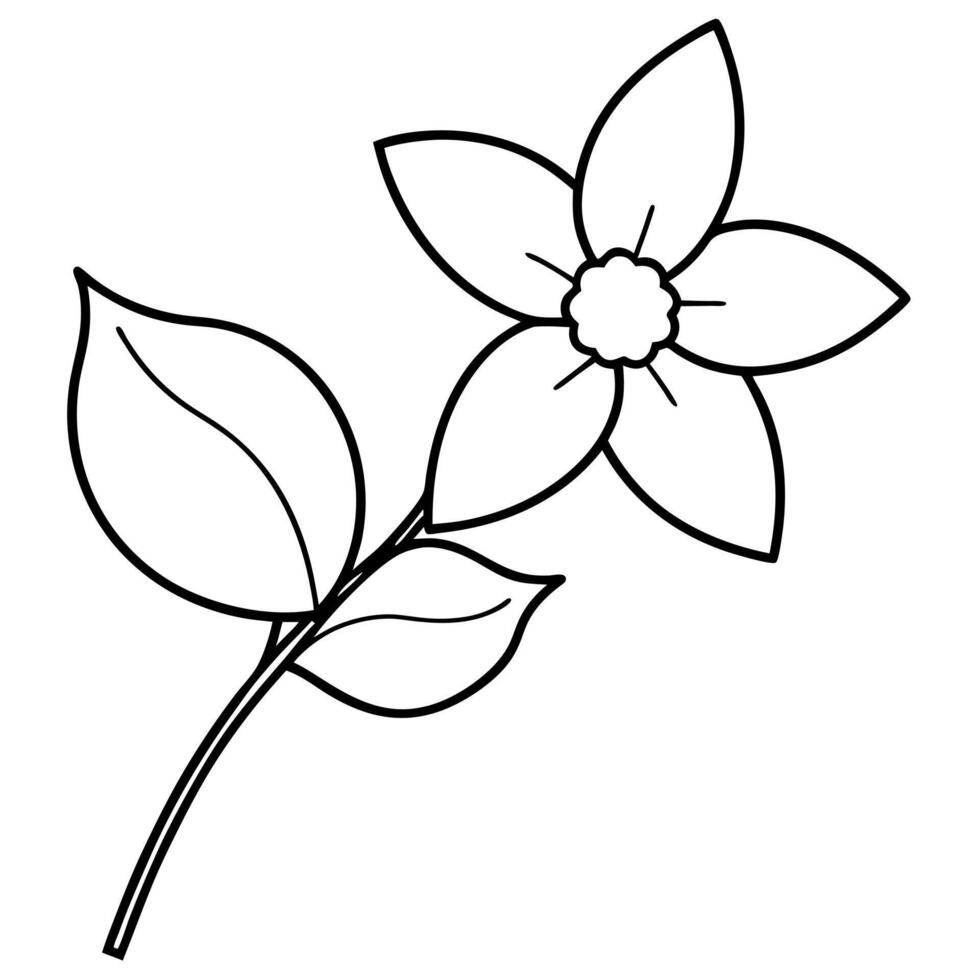 jasmine flower long branch, illustration line art vector