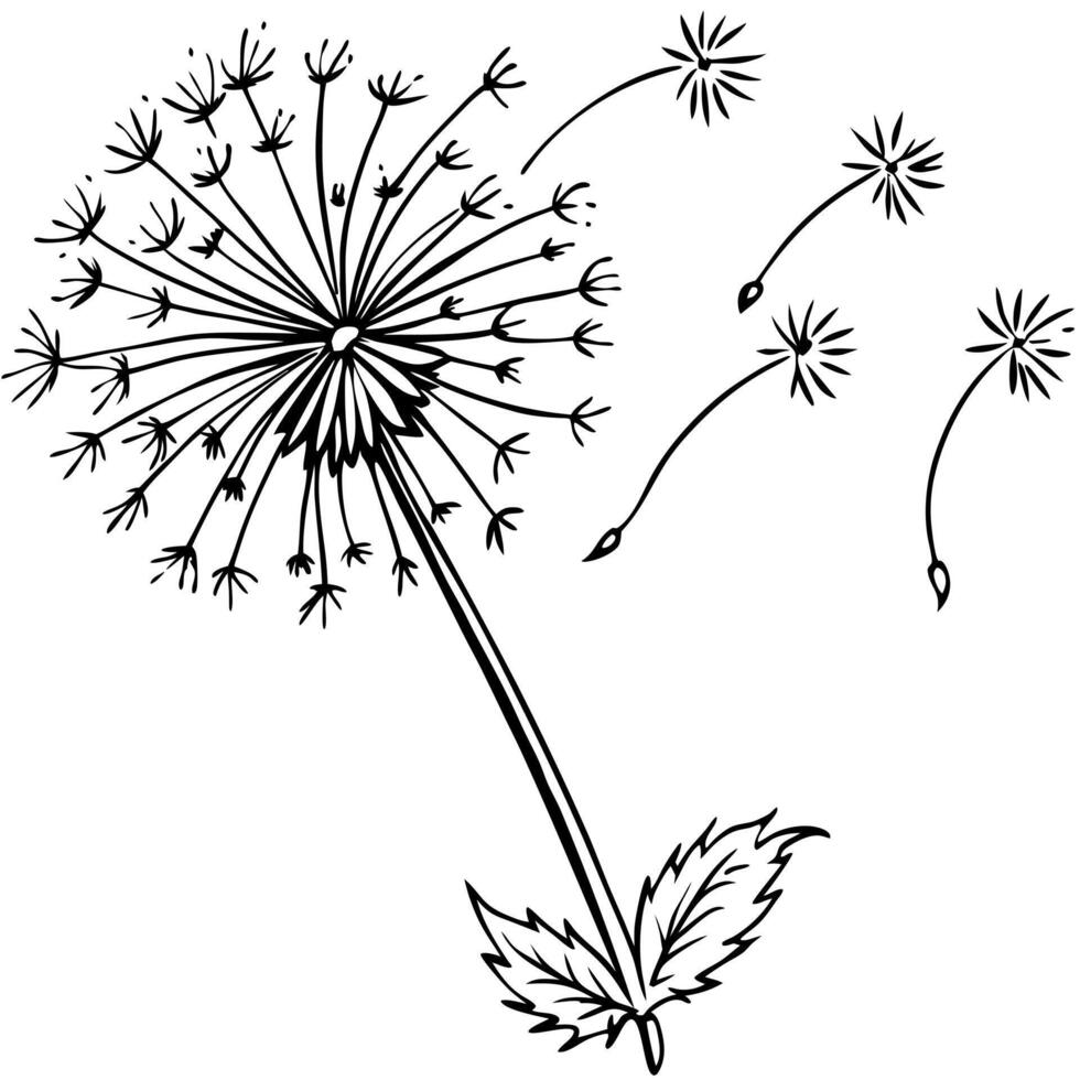 dandelion flies around, illustration line art vector