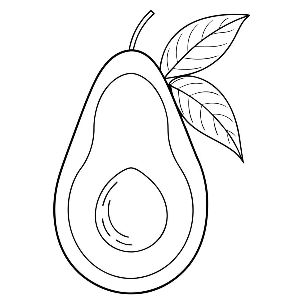avocado, illustration line art vector
