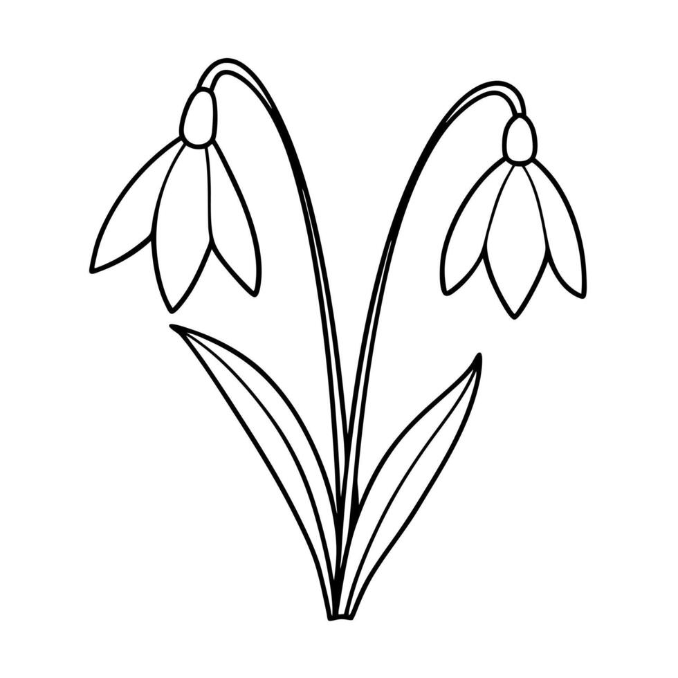 two snowdrop together, illustration line art vector