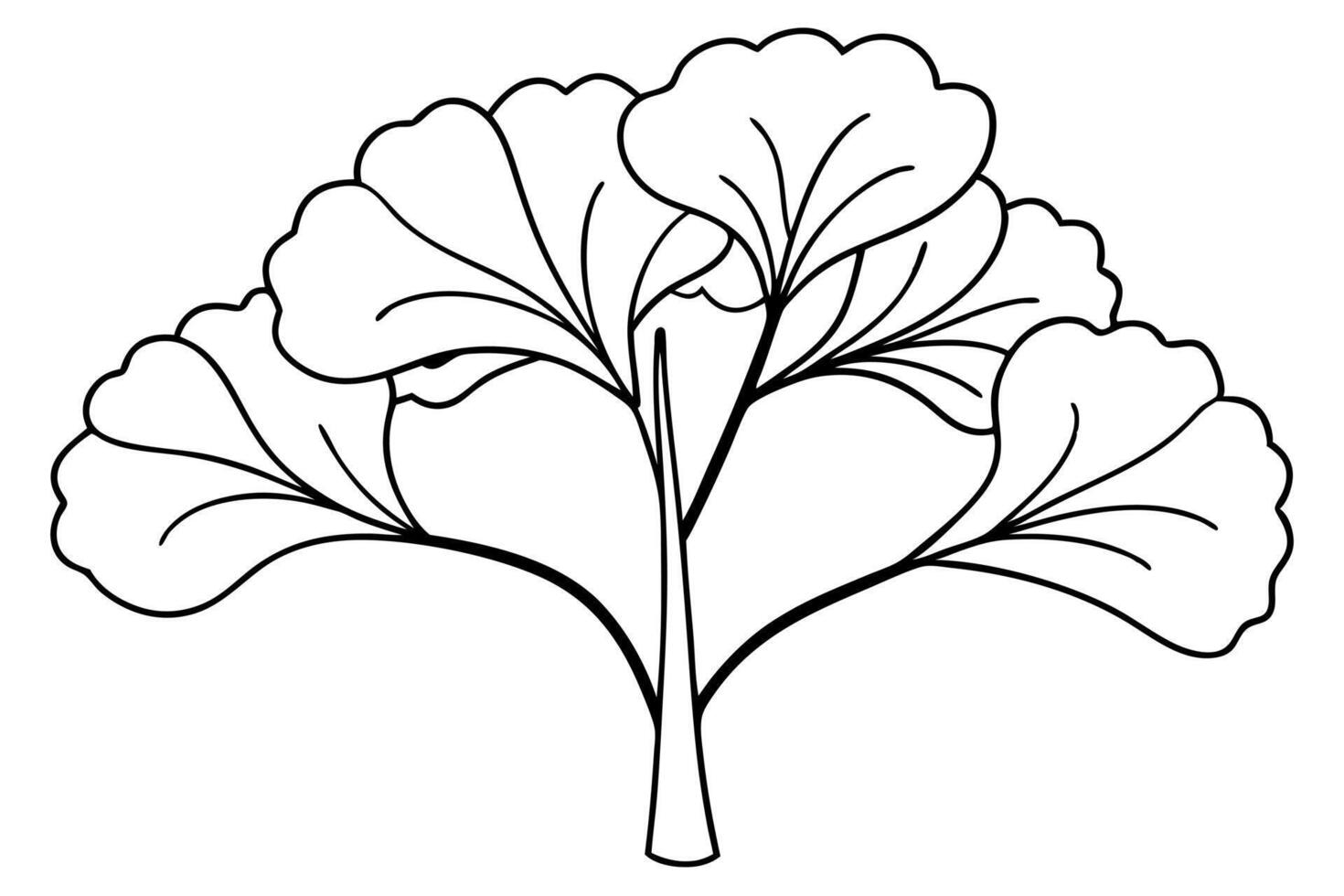ginkgo biloba tree, illustration line art vector