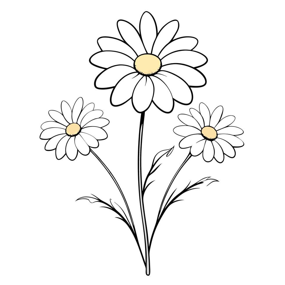 chamomile, illustration line art vector