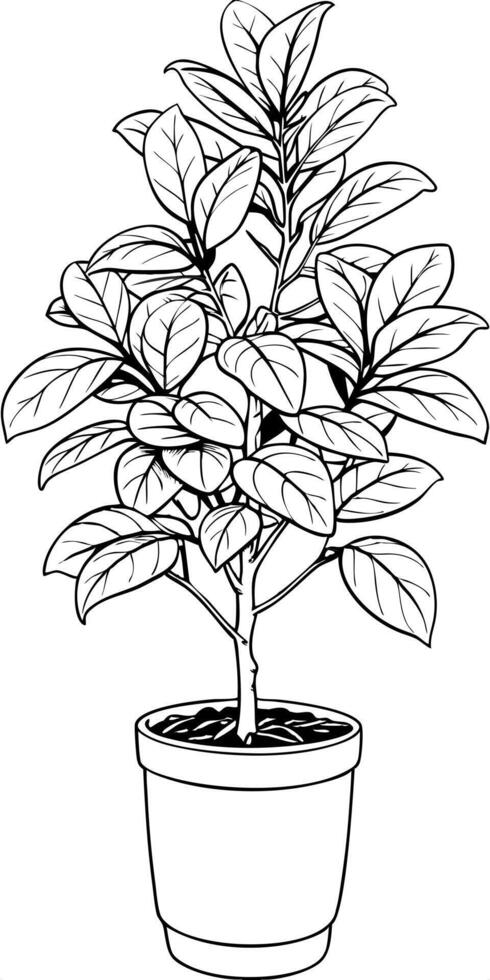 ficus plant in the pot, illustration line art vector