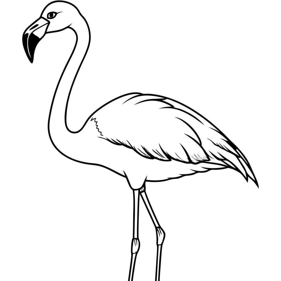 andean flamingo standing, illustration line art vector