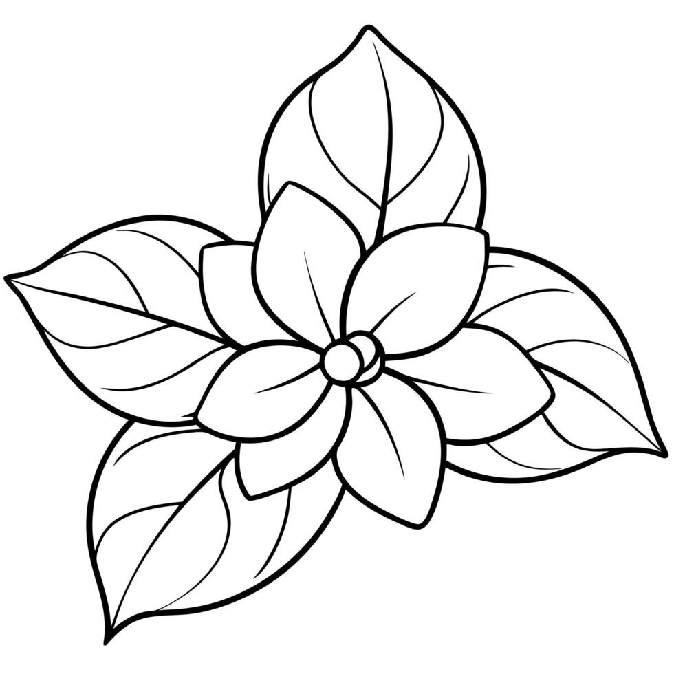 jasmine flower with leaves, illustration line art vector