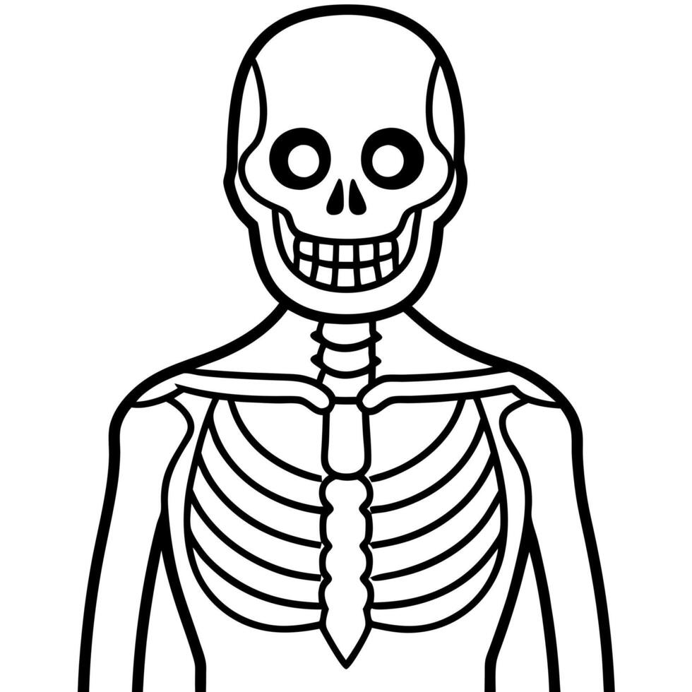 human skeleton, illustration line art vector