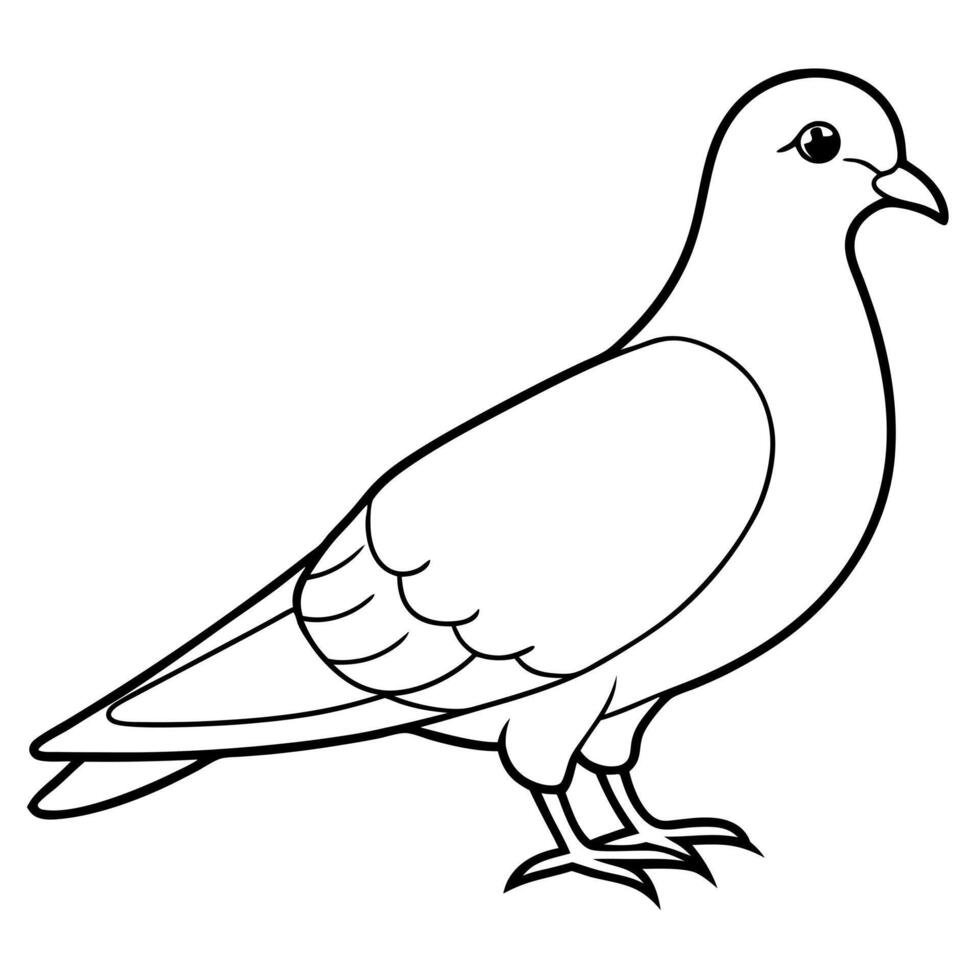 white dove bird, illustration line art vector