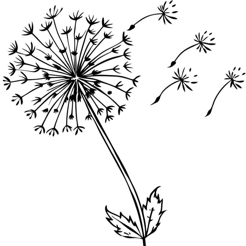 dandelion flies around, illustration line art vector