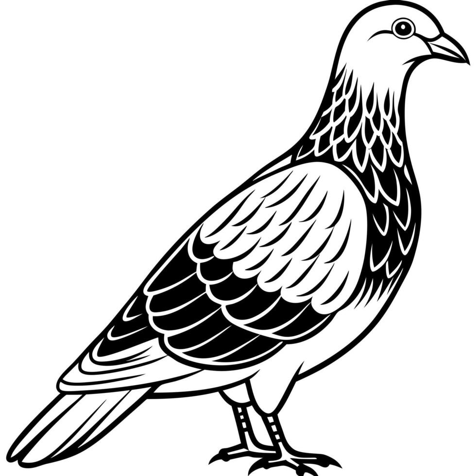 black dove bird silhouette illustration, solid white background, illustration line vector