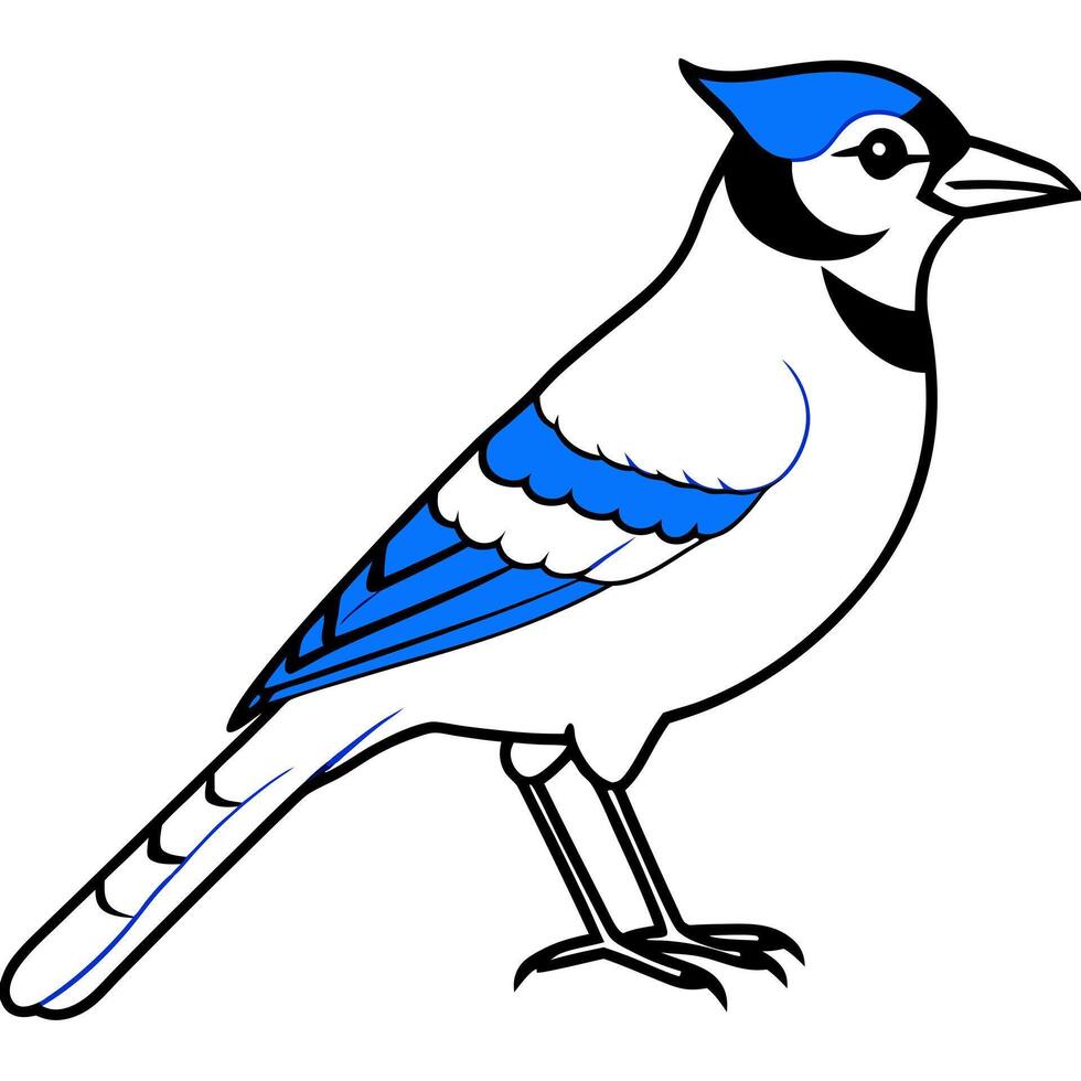 blue jay, illustration line art vector
