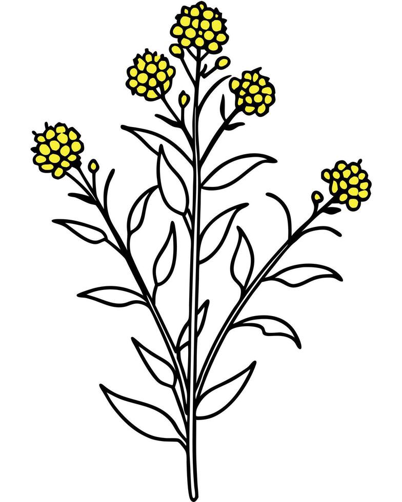 illustrate the goldenrod with its vibrant yellow clusters of tiny flowers atop a tall, slender stem vector