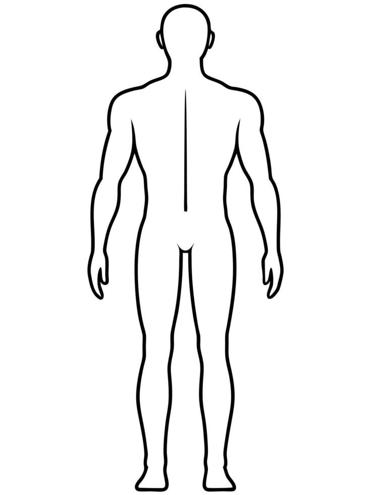 full body chart front and back, illustration line art vector