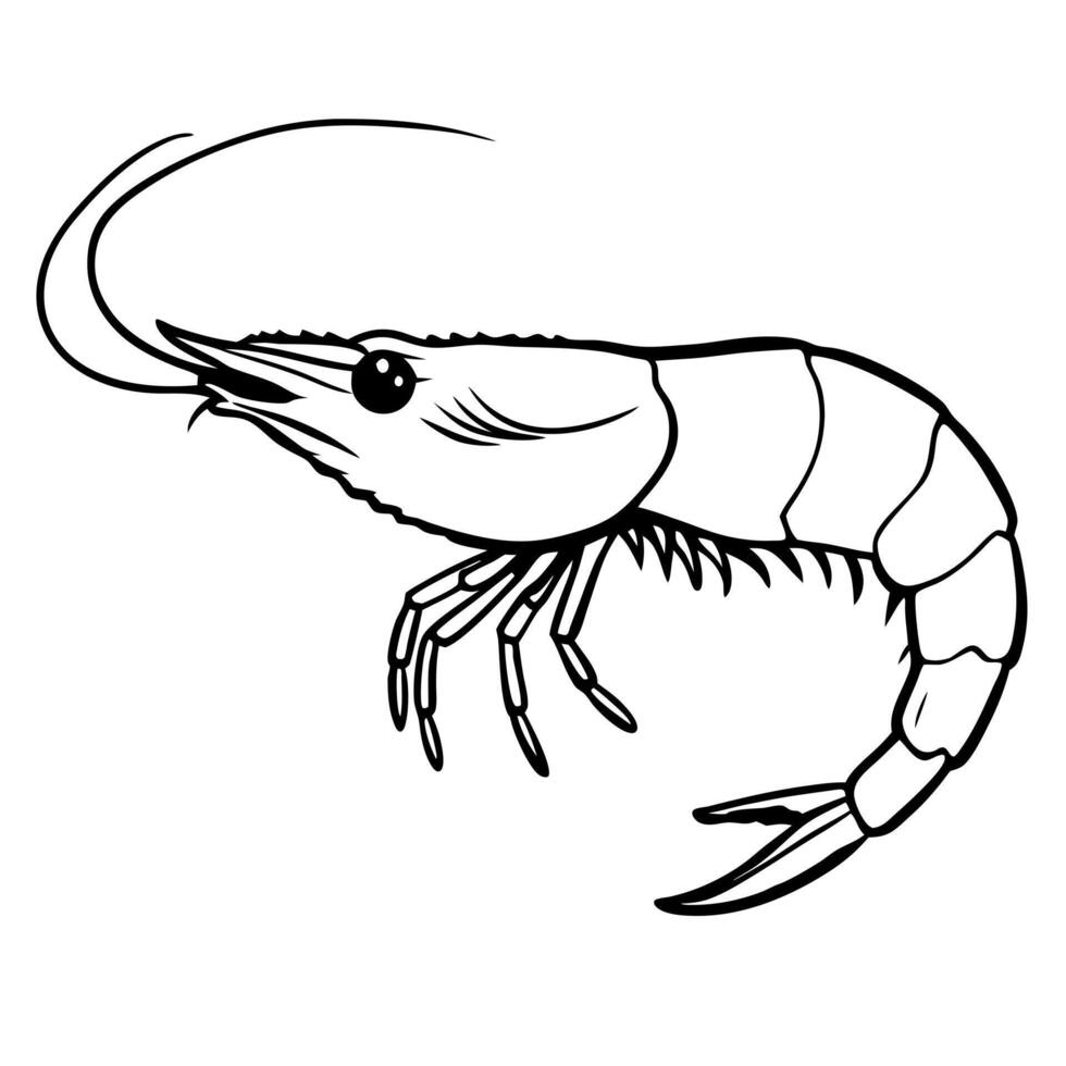 shrimp, illustration line art vector
