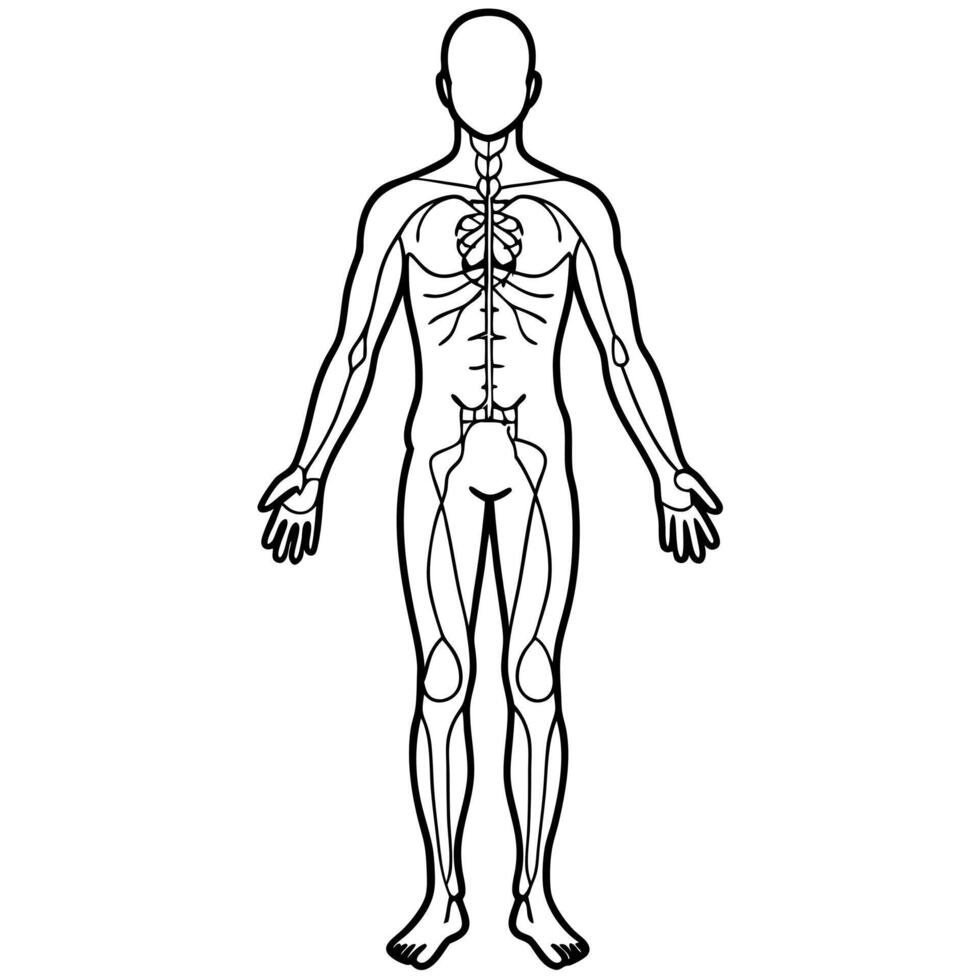 circulatory system whole body and legs, illustration line art vector