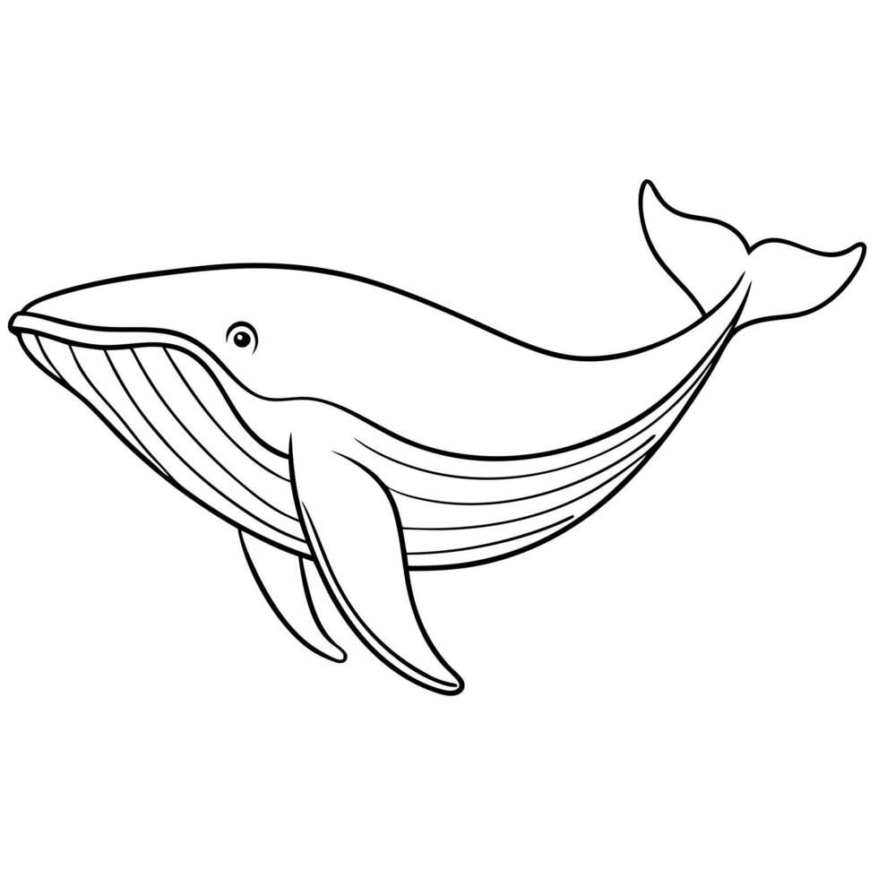 humpback whale full body, illustration line art vector