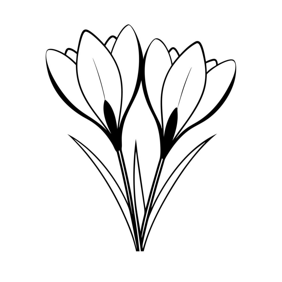 two crocus together, illustration line art vector