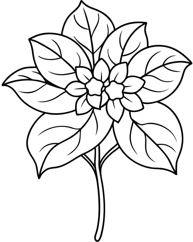 a coloring page of an bouvardia with no color just black lines, illustration line art vector