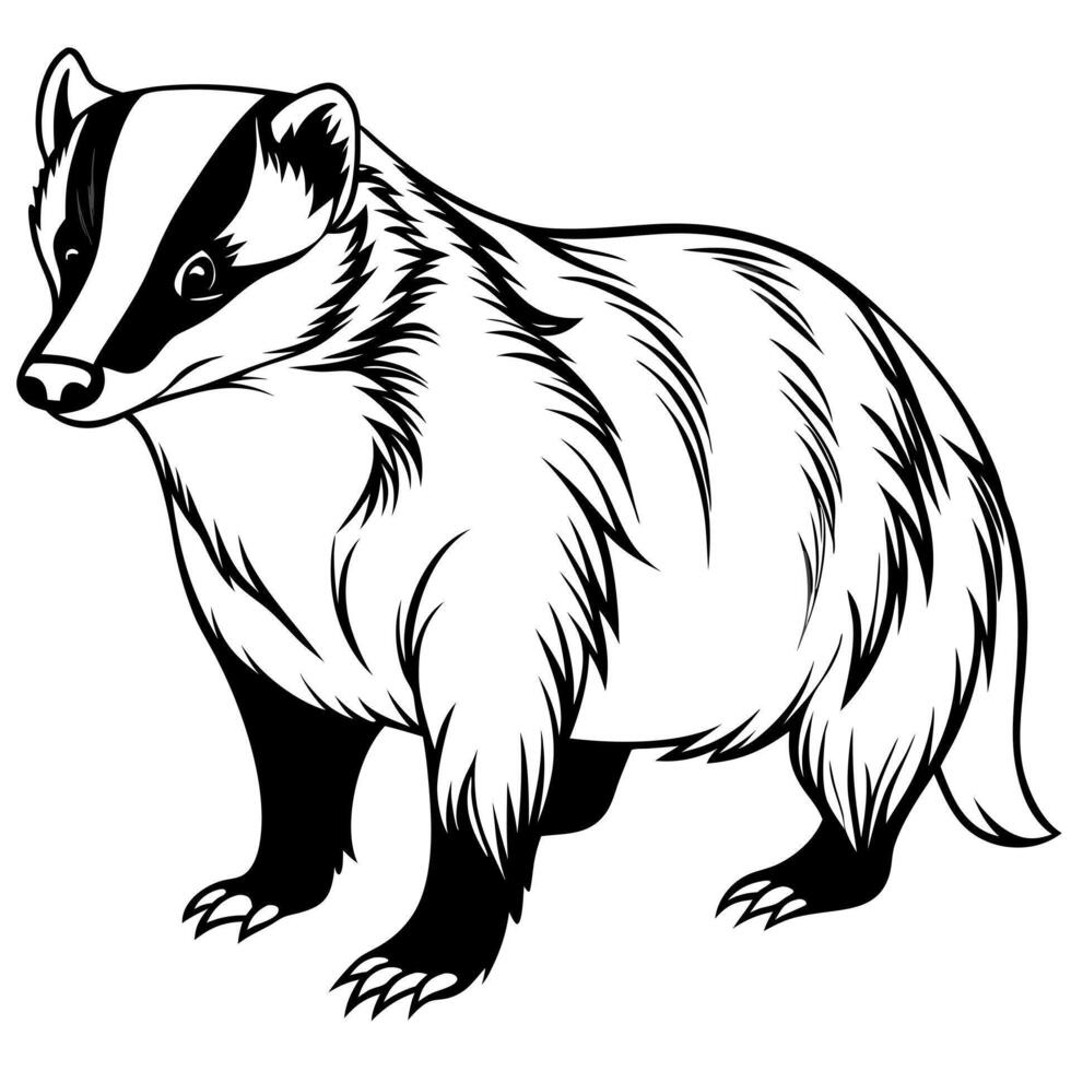 badger line art, illustration line art vector