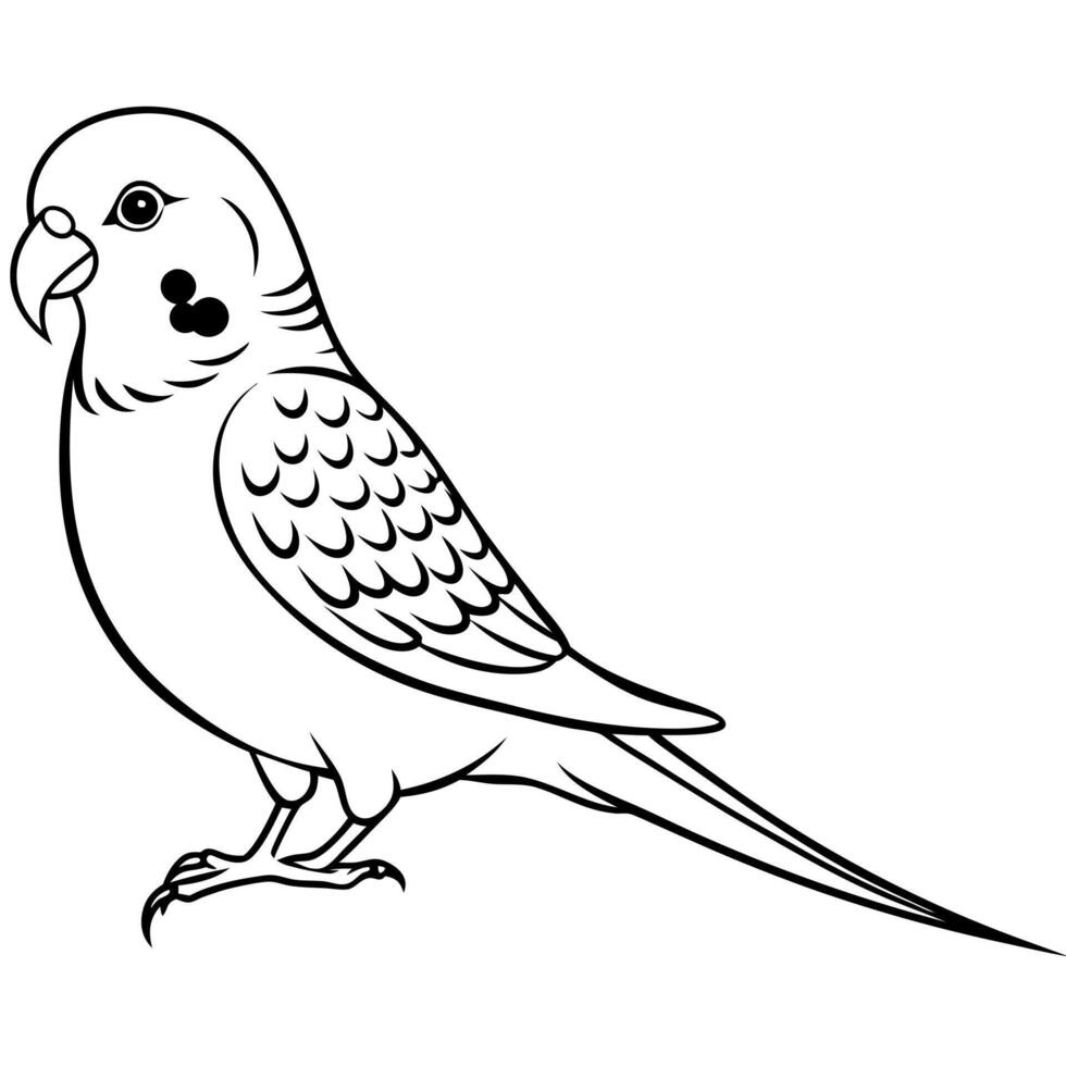 australian budgerigar eating, illustration line art vector