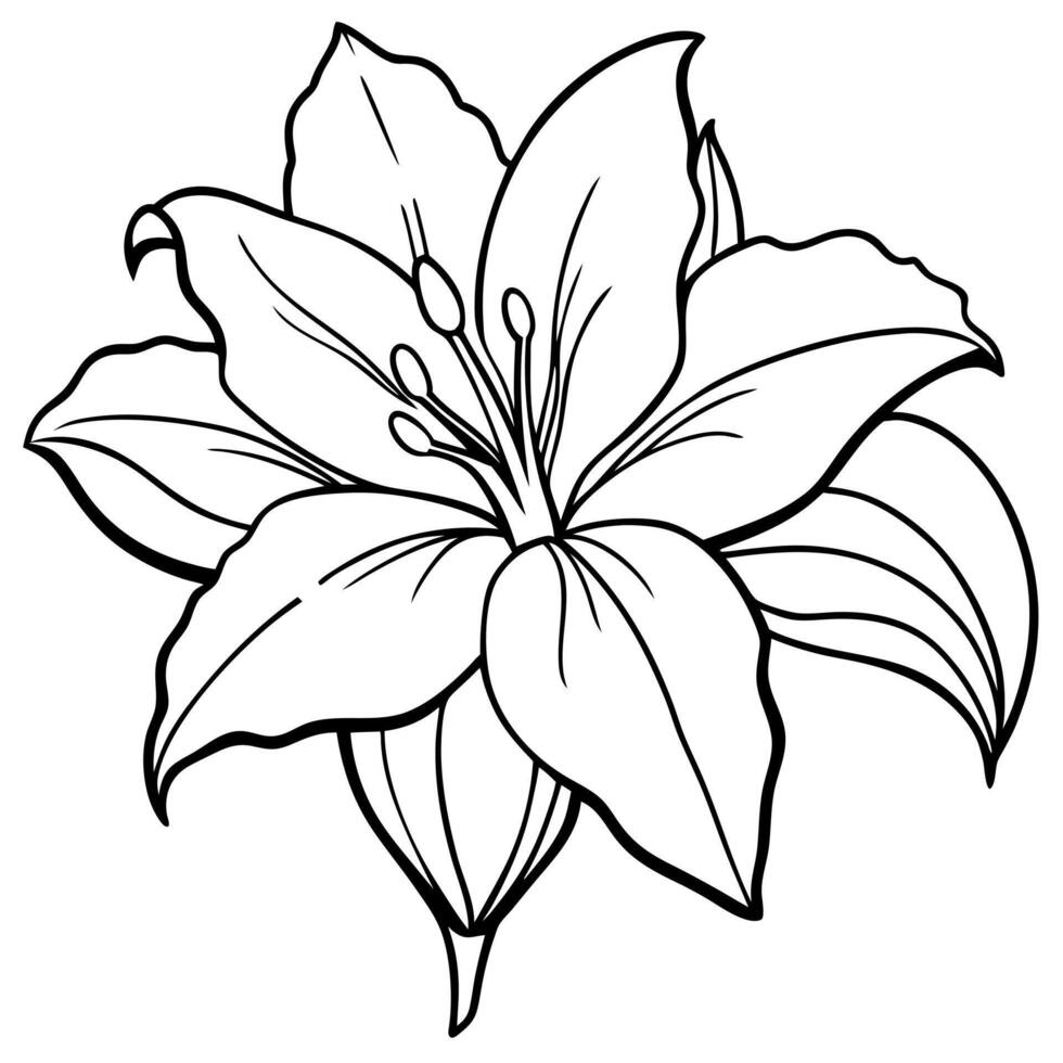 amaryllis, illustration line art vector
