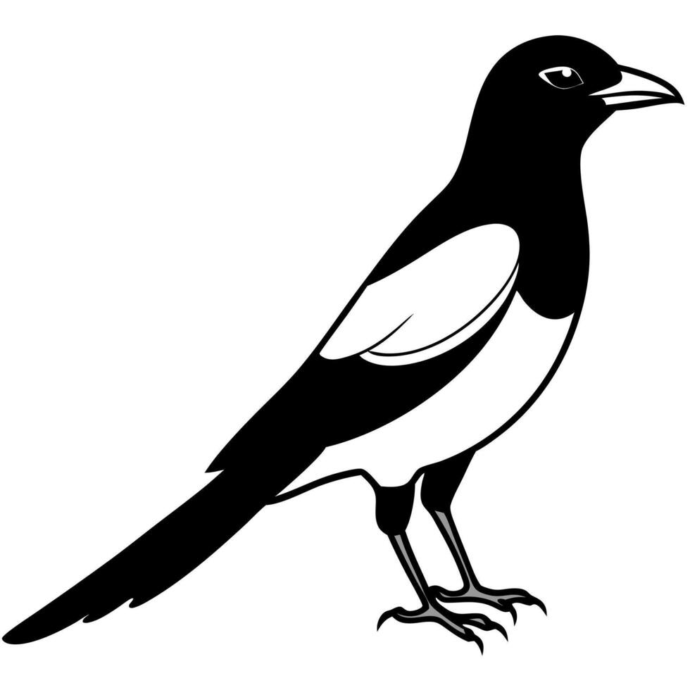 magpie, illustration line art vector