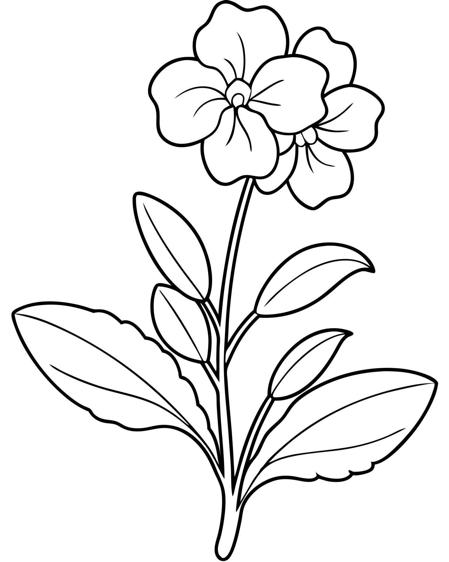 a coloring page of an nemesia with no color just black lines
