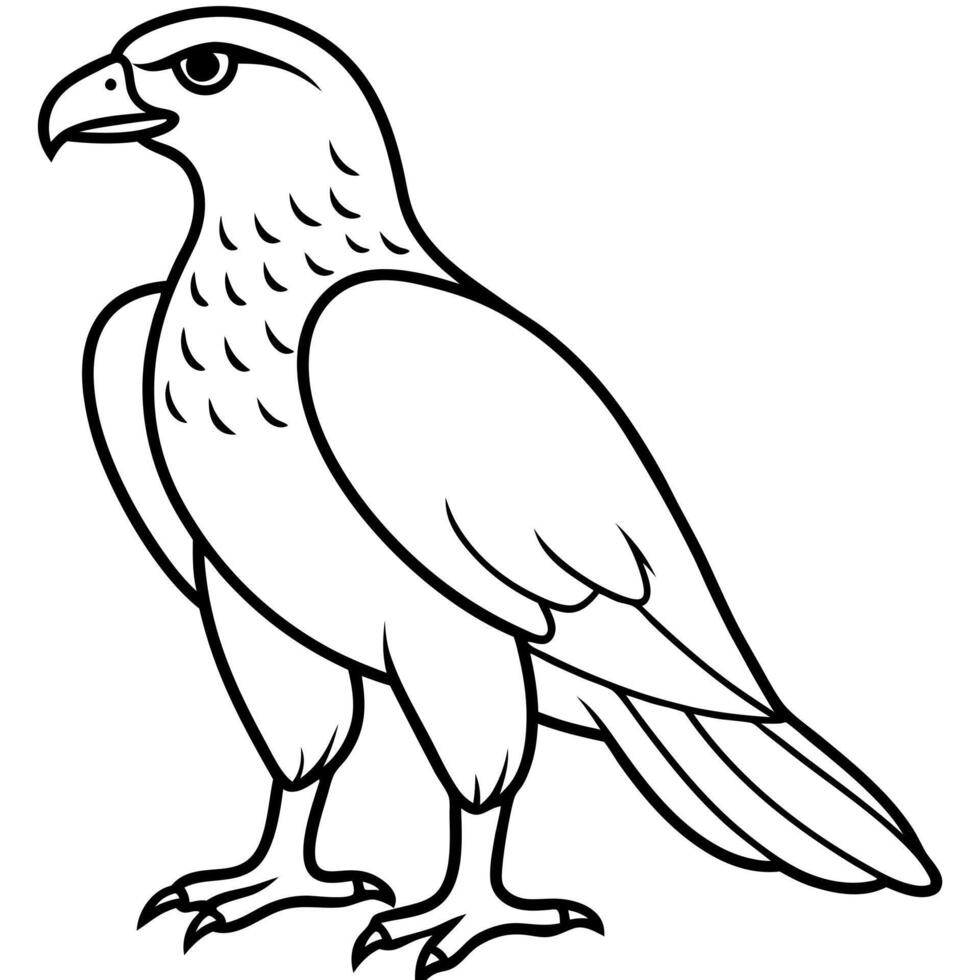 hawk standing on the ground the hawk stands on the ground, often with its wings folded and vector