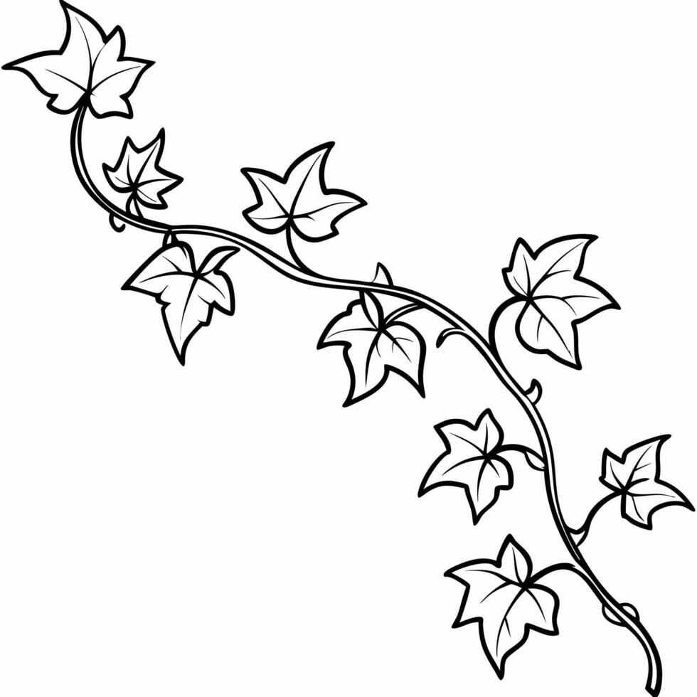 long ivy, illustration line art vector