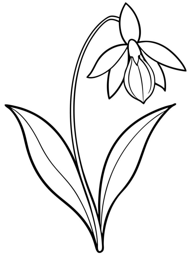 snowdrop lily, illustration line art vector
