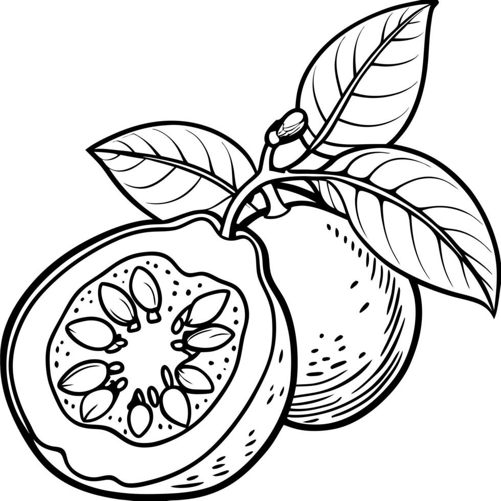 Passion fruit coloring pages vector