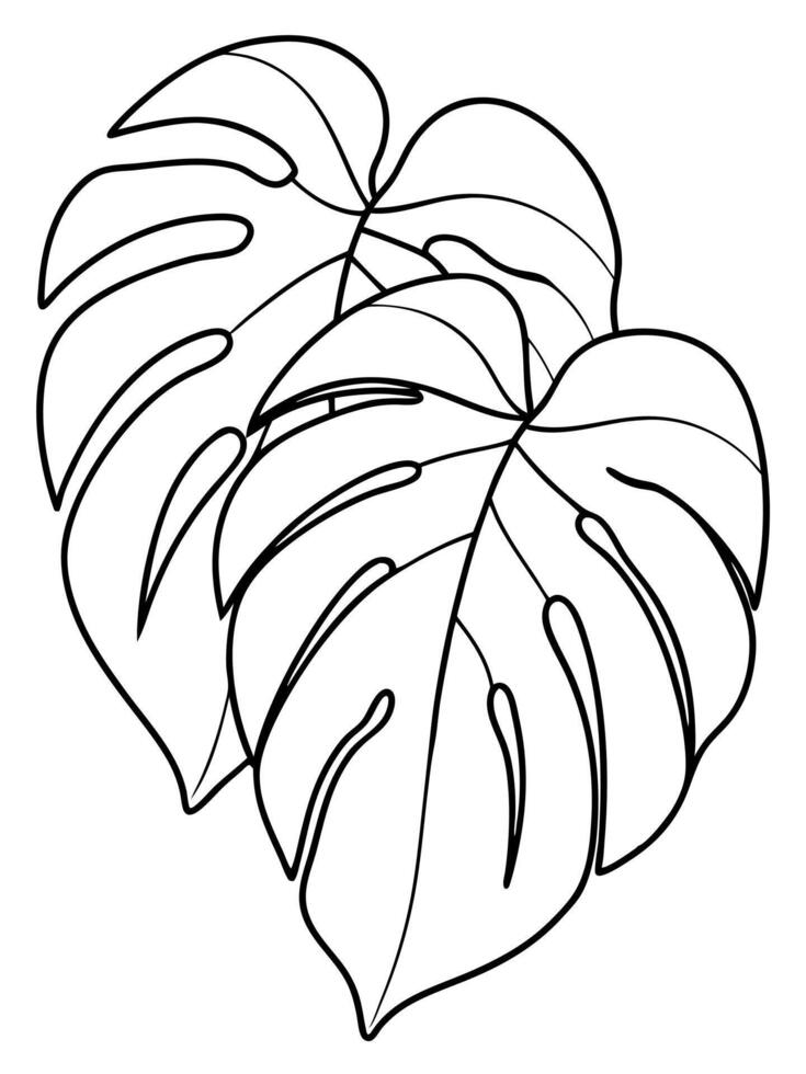 Monstera leaves coloring pages vector