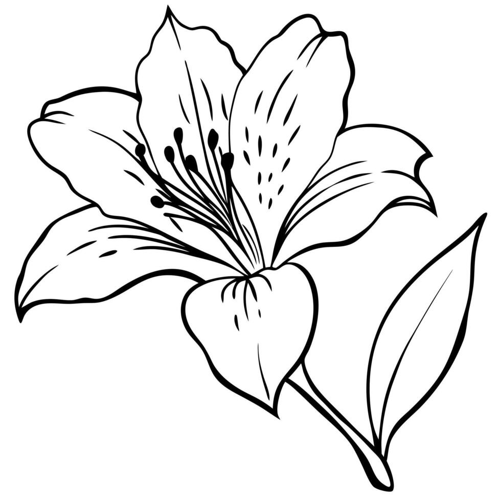 A black and white lily flower coloring page vector
