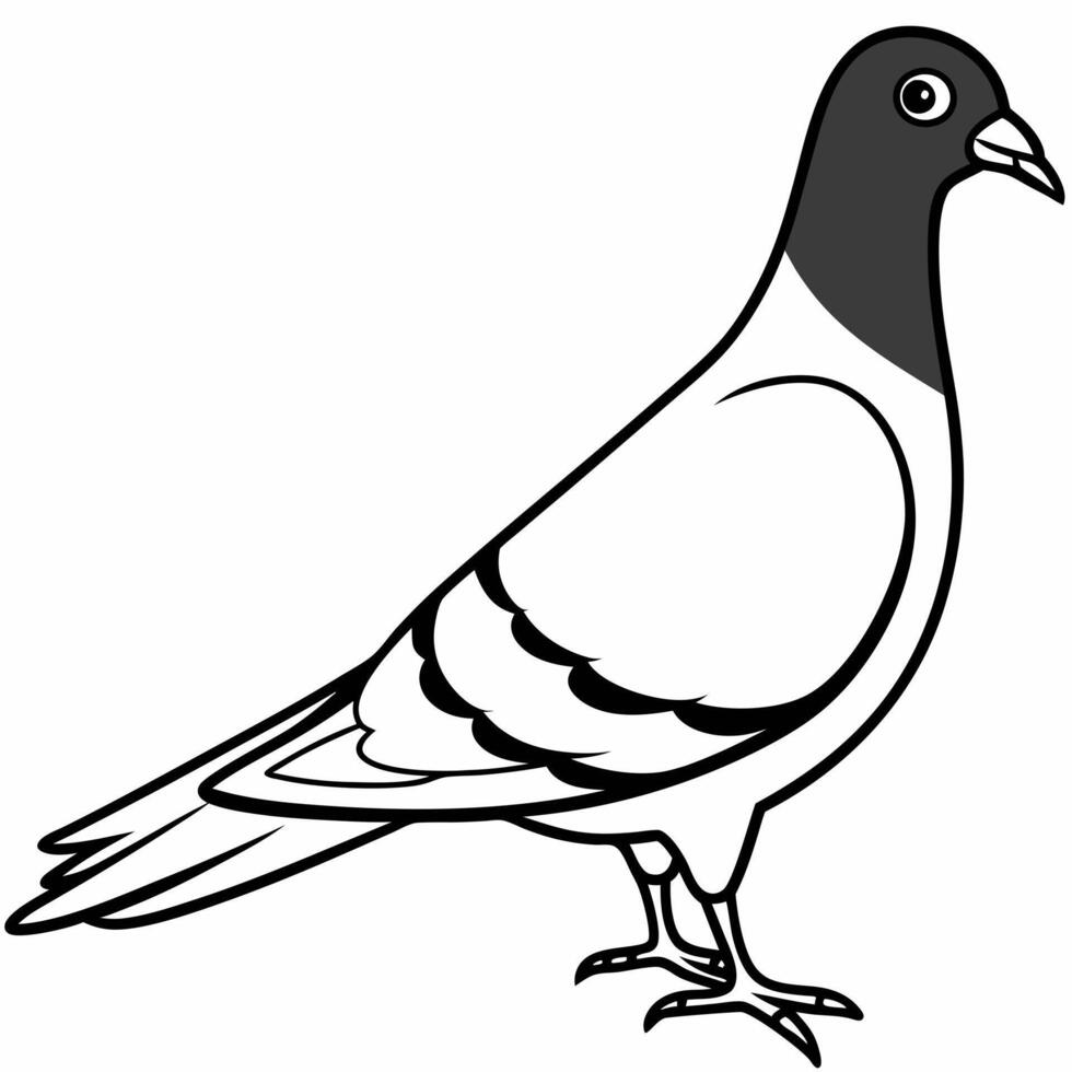 Pigeon coloring pages free printable coloring pages vector