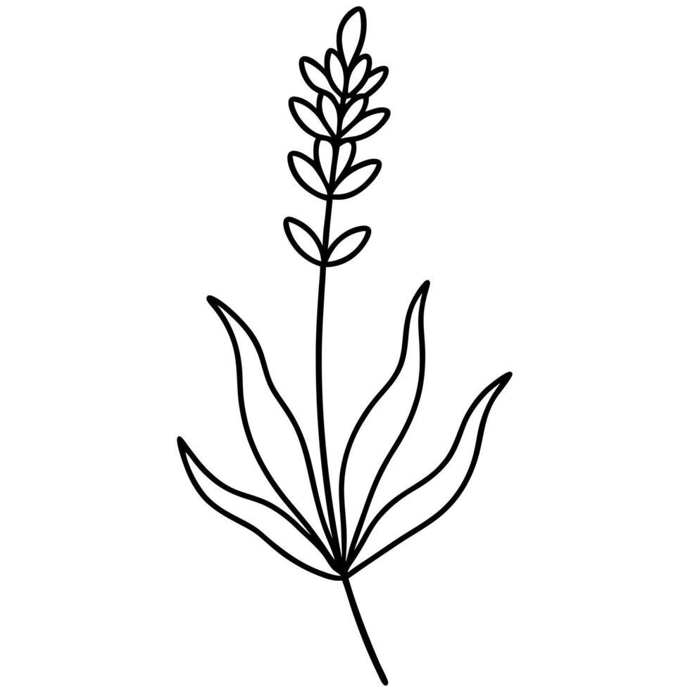 A line drawing of a plant with leaves vector