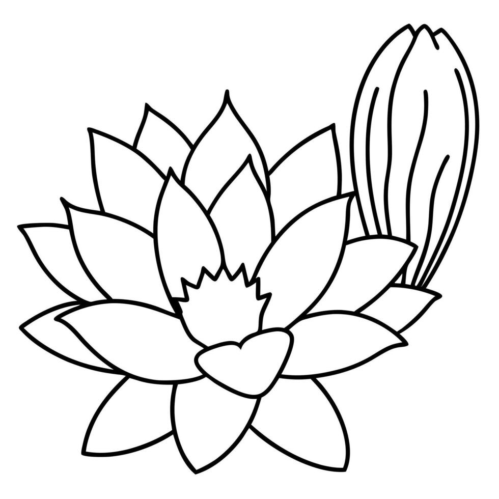 cactus and a desert cactus flower blooming outline, illustration line art vector
