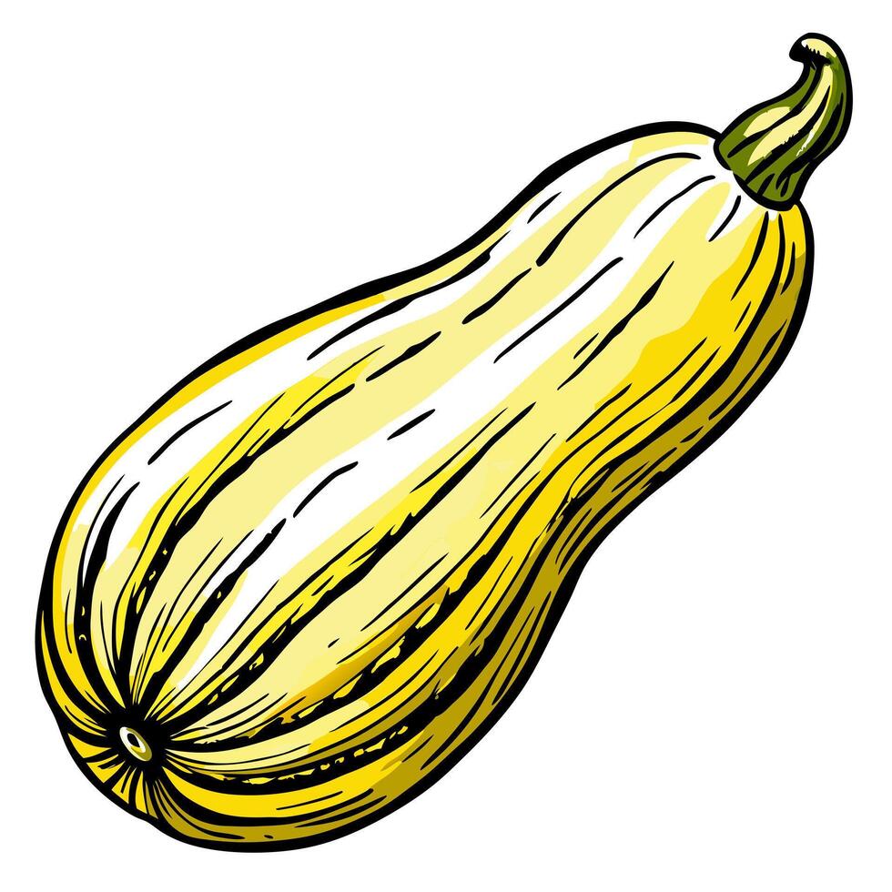 A yellow squash on a white background vector