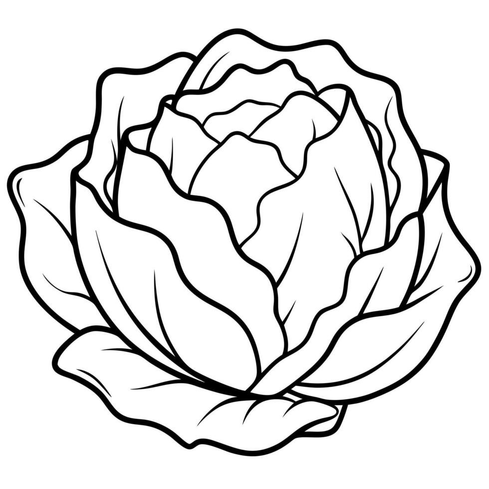 A black and white drawing of a cabbage vector