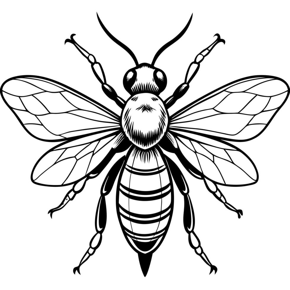 A black and white drawing of a bee vector