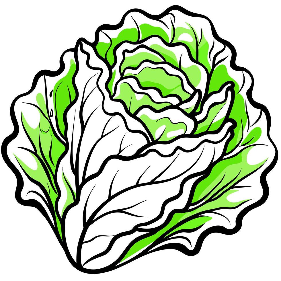 A green cabbage with leaves on a white background vector
