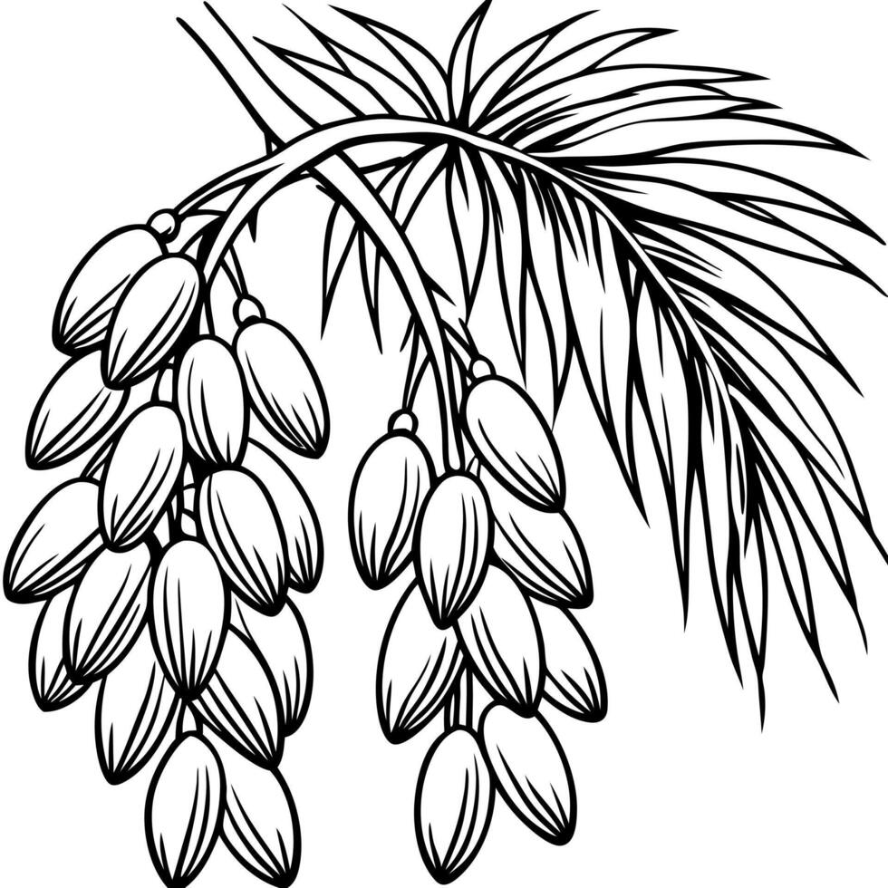 A palm tree branch with fruit and leaves vector