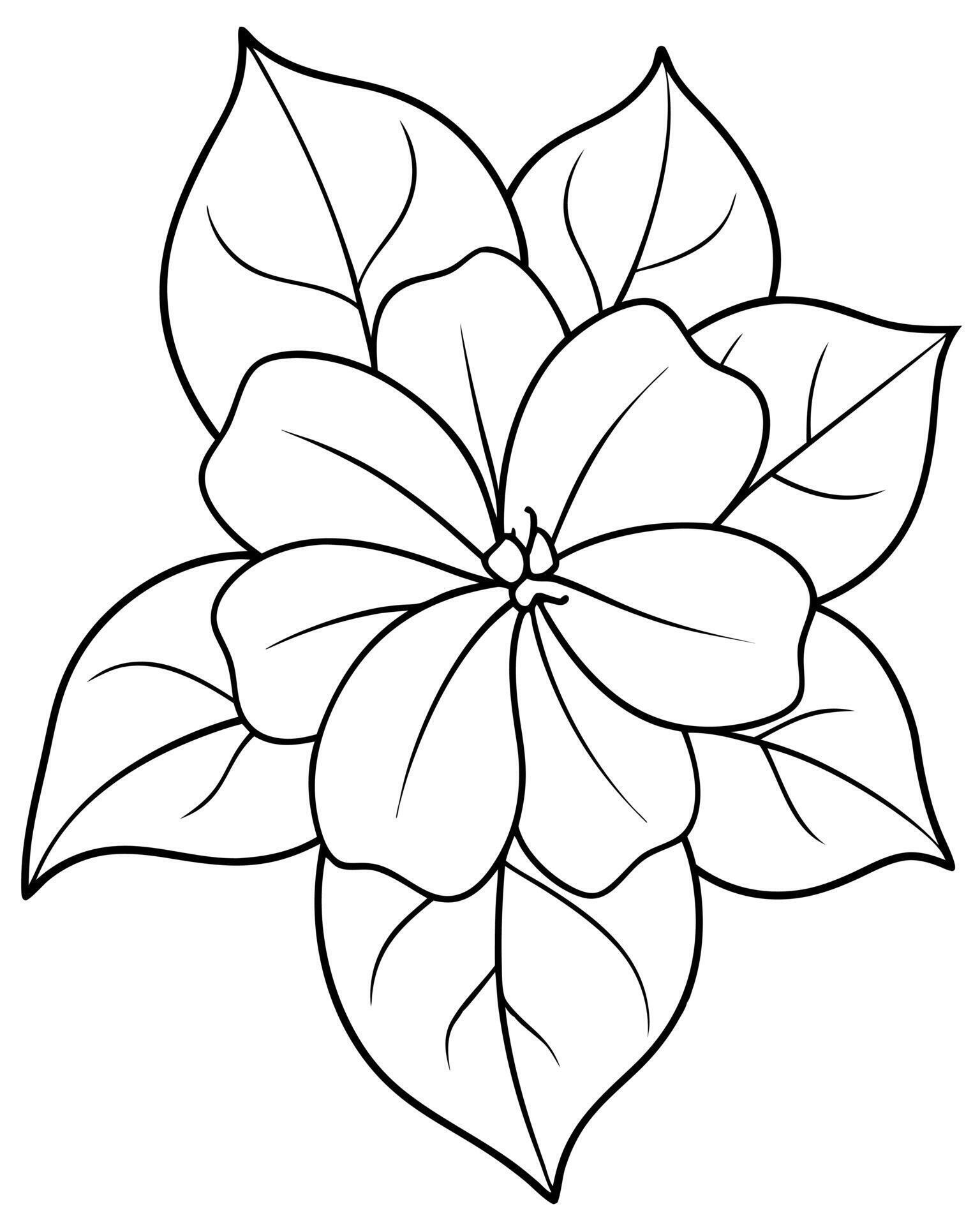 a coloring page of an plumbago flower with no color just black lines