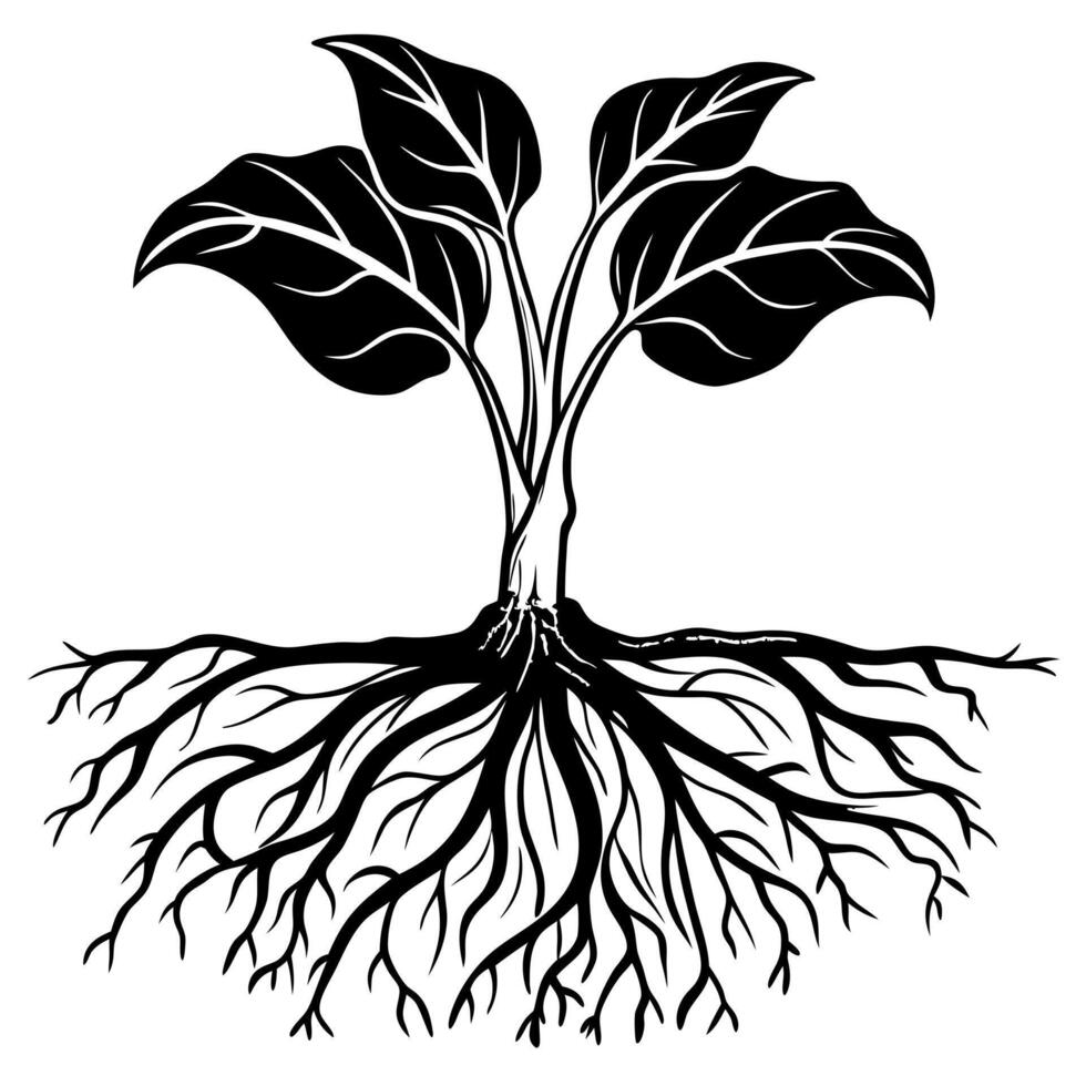 A black and white illustration of a plant with roots vector