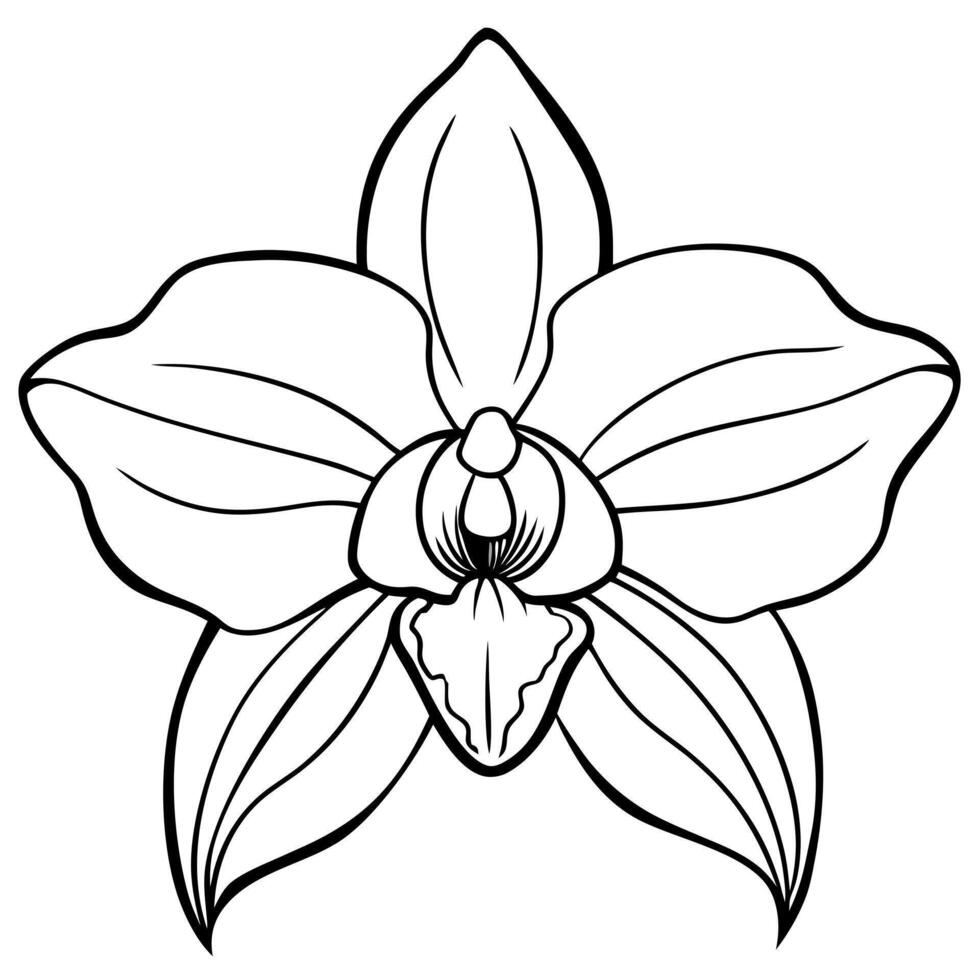 Orchid coloring pages vector