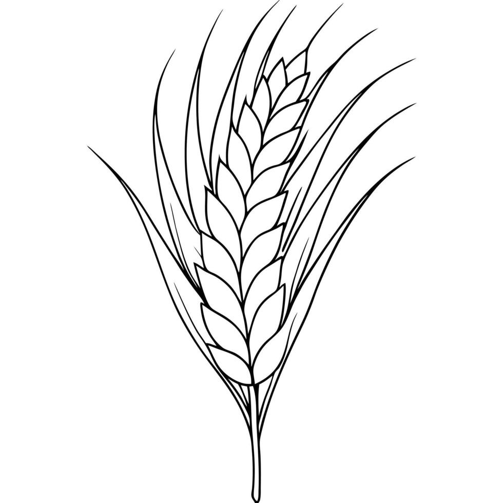 A black and white drawing of a wheat plant vector
