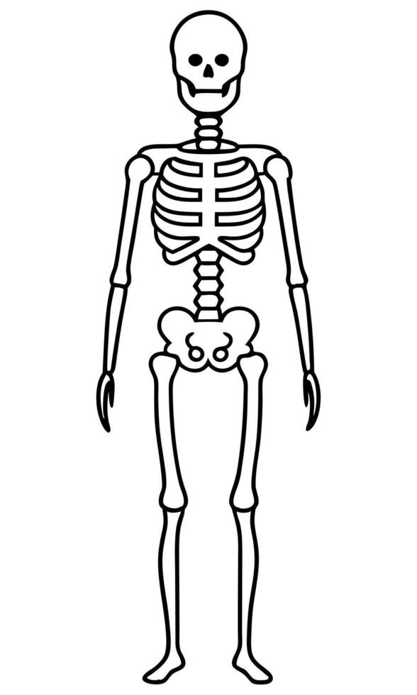 A skeleton is shown in this drawing vector