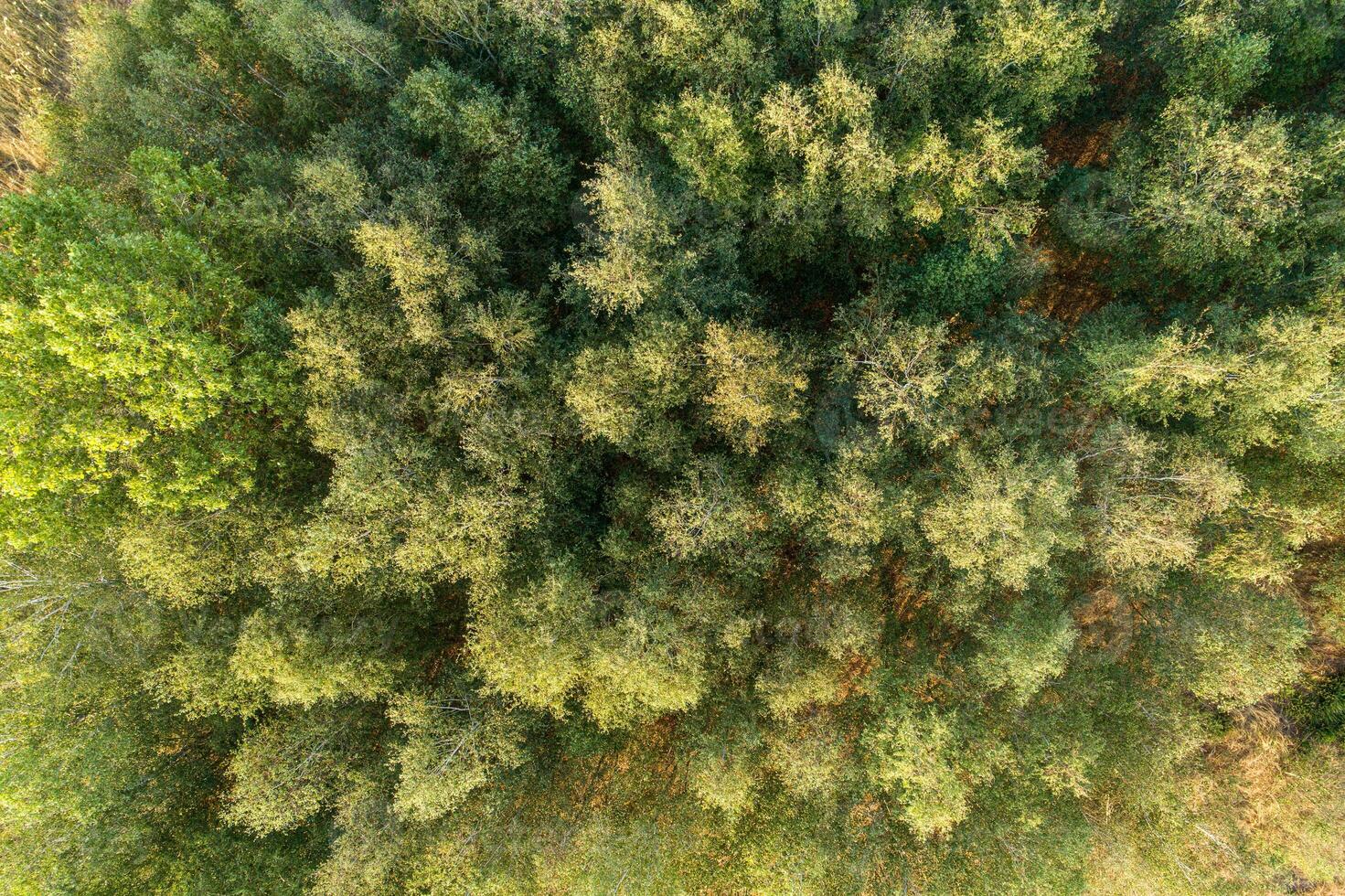 surface of the tops of the trees in a pine forest, aerial top view with drone photo