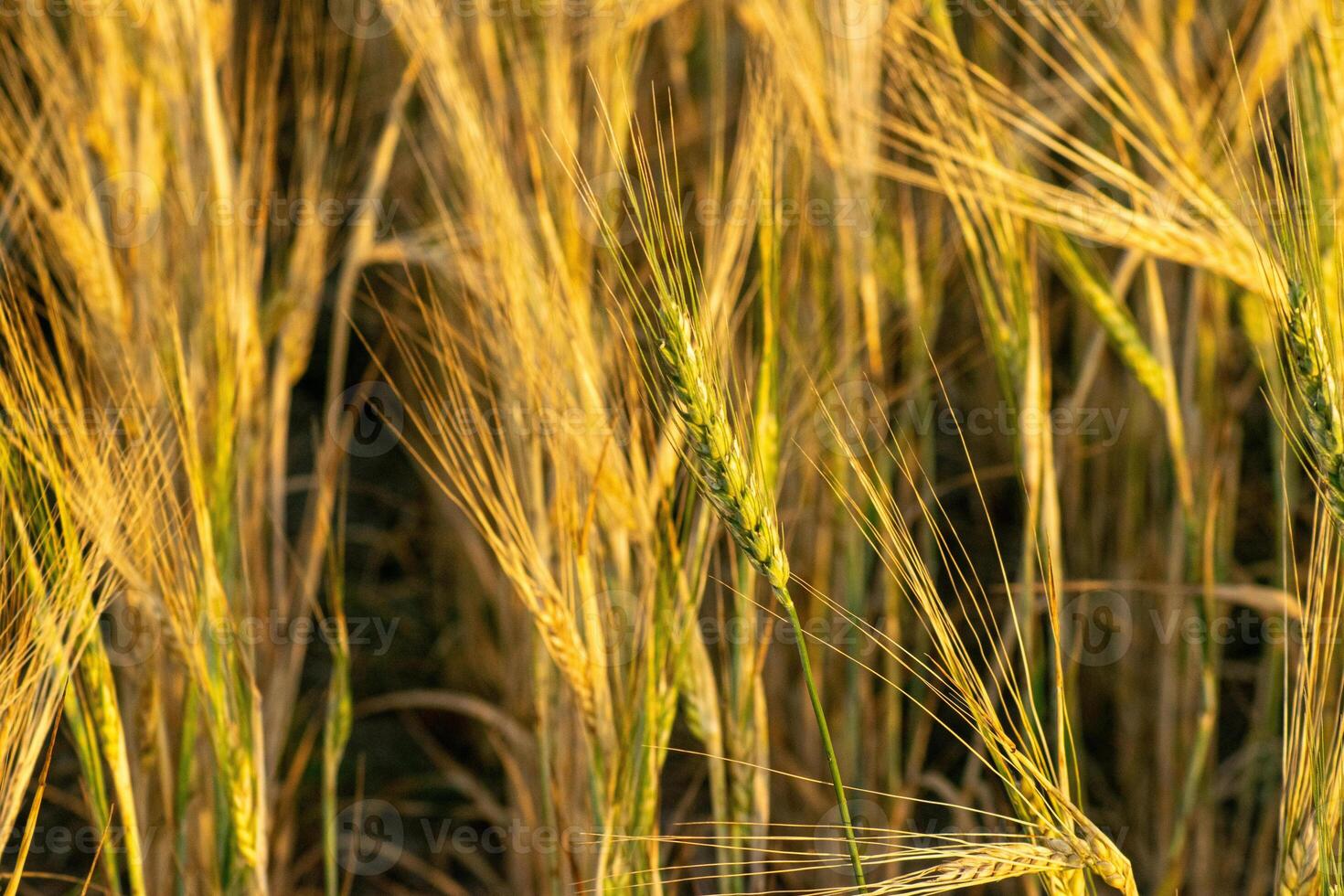 selective focus of a field under barley cultivation in summer ripe for harvesting photo