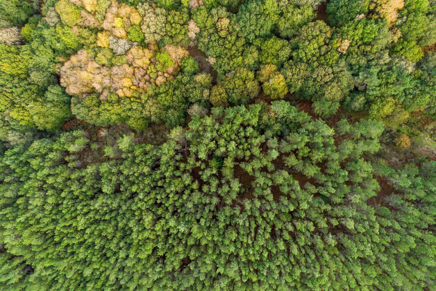 forest with evergreen and deciduous trees, aerial view with drone, fall landscape photo