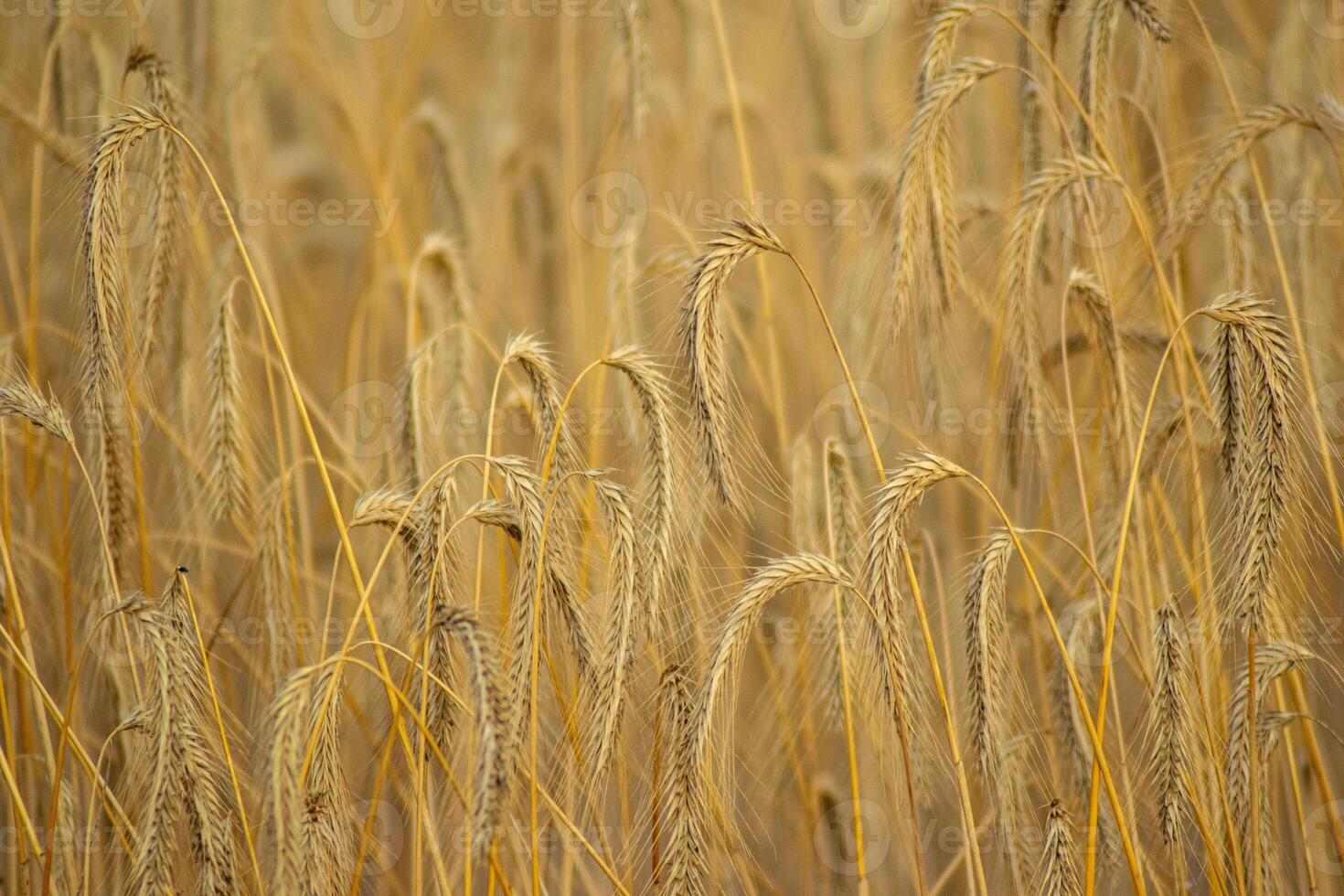 selective focus of a field under barley cultivation in summer ripe for harvesting photo
