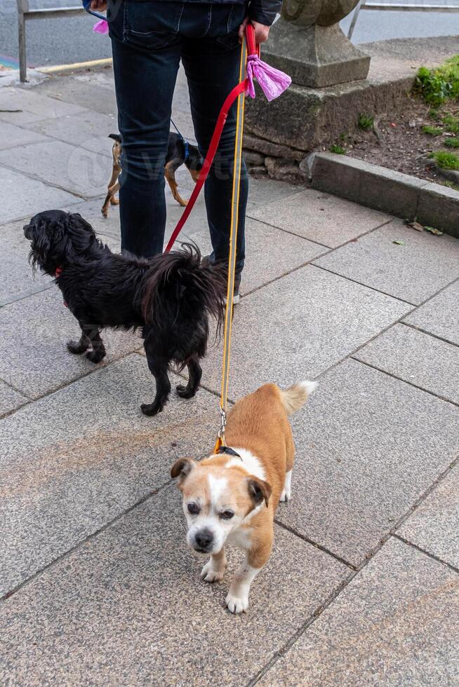 legs of an unrecognizable man walking three dogs along the street photo